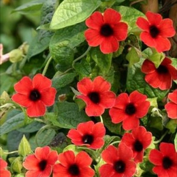 BlackEyed Susan Vine Arizona Dark Red Friends School Plant Sale