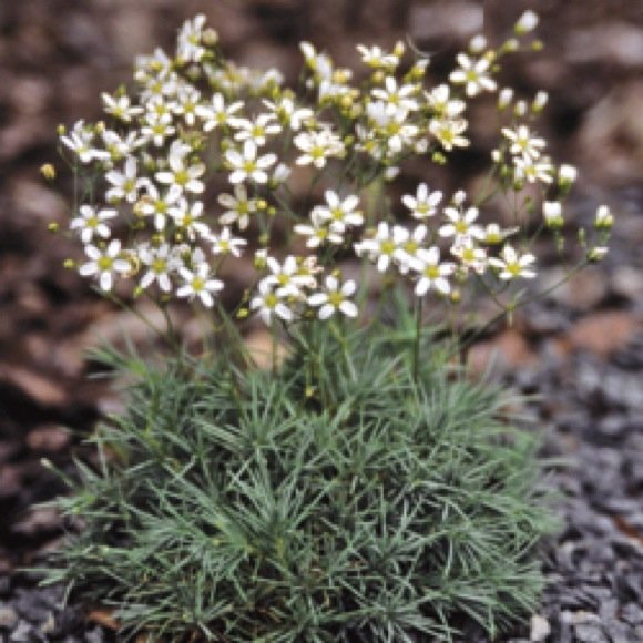 sandwort a ledebouriana friends school plant sale sandwort a ledebouriana friends school plant sale