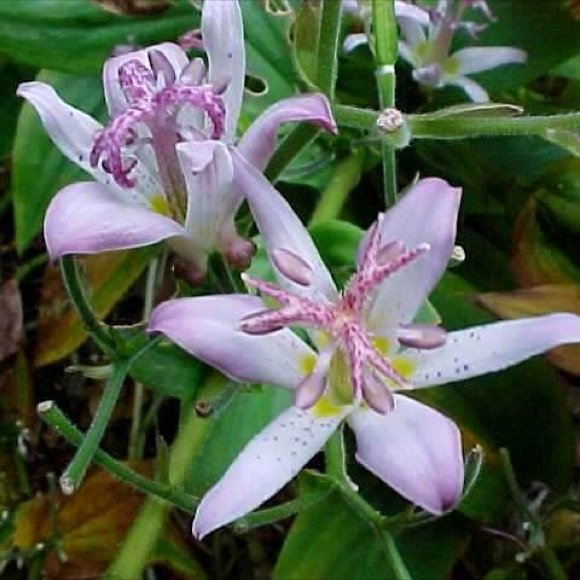 top 28 toad bulbs for sale tricyrtis macrantha top 28 toad bulbs for sale tricyrtis macrantha