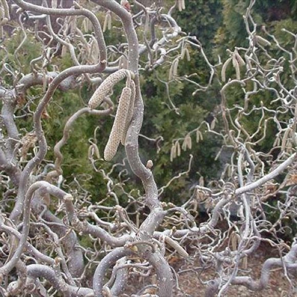 Harry Lauder�s Walking Stick Contorta CROP FAILURE