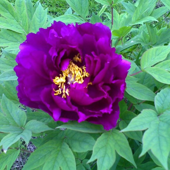Peony, Woody Purple Friends School Plant Sale
